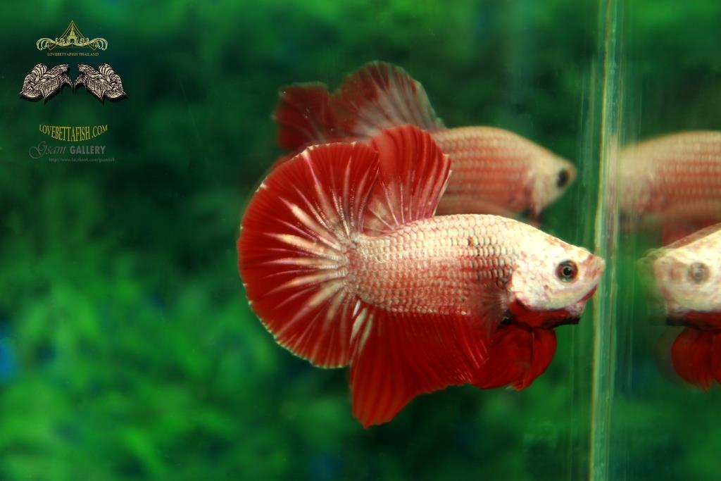 คัดเกรดปลากัดครีบสั้น - HalfMoon Plakad Red Dragon Quality Grade AAA+