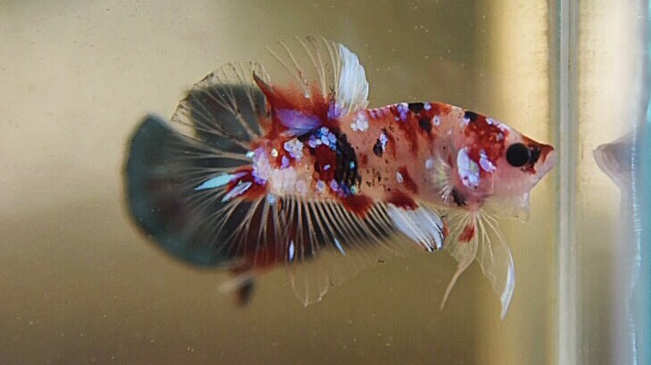 "Koi Galaxy ปลาวัยรุ่นฟอร์มดีอนาคตไกล ขนาดประมาณ 1.5 นิ้ว"ปลากัดคัดเกรดครีบสั้น - Halfmoon Plakad Fancy Koi Galaxy Premium Quality Grade