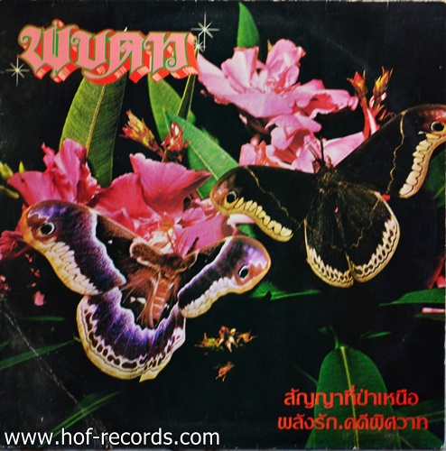 พบดาว - สัญญาที่ป่าเหนือ