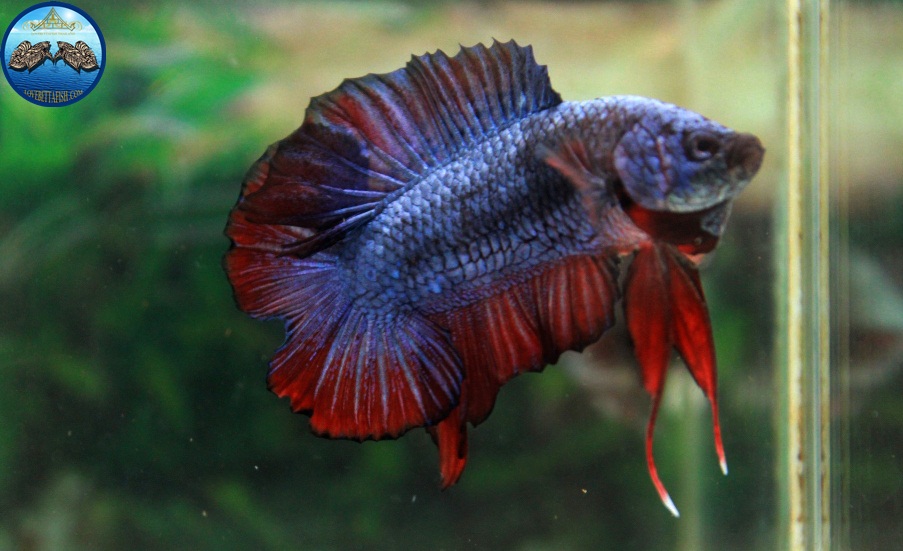 (ขายแล้วครับ)"คัดเกรด"ปลากัดครีบสั้น-Halfmoon Plakats Double Tails Fancy