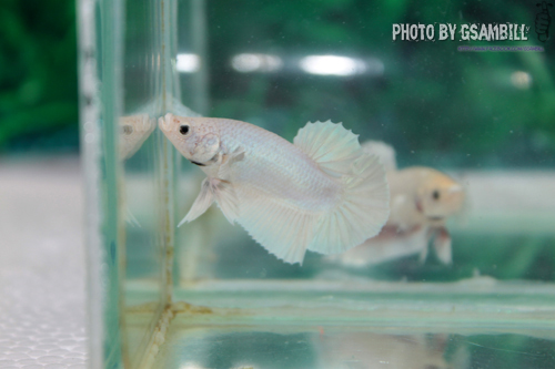 ปลากัดครีปสั้น - Fancy Halfmoon Plakats07