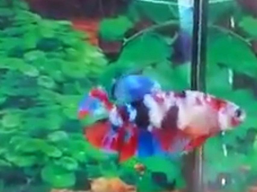 ปลากัดครีบสั้นคัดเกรดพ่อพันธุ์แม่พันธุ์พร้อมผสม“Facny Red Galaxy Koi 1 คู่”- Halfmoon Plakad Fancy Red Galaxy Koi Colors Premium Quality Grade