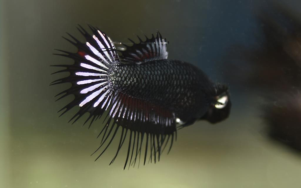 1 คู่ ปลากัดคัดเกรดหางมงกุฎ - CrownTails Black Copper Premium Quality Grade 1 Pair