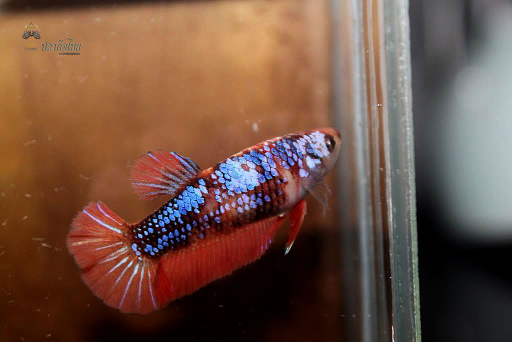 ปลากัดคัดเกรดครีบสั้นตัวเมีย - Halfmoon Plakad Fancy Dragon Premium Quality Grade