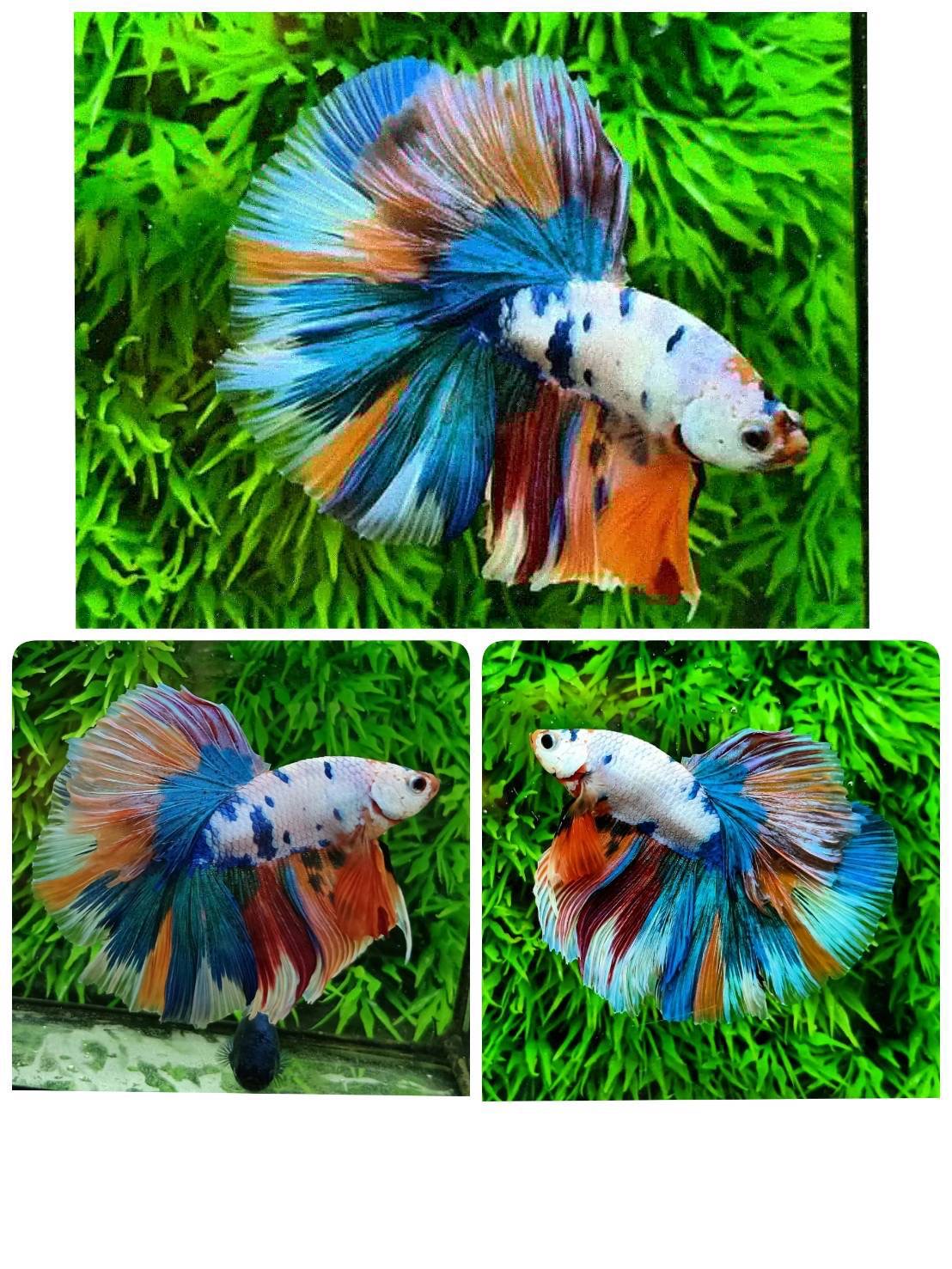 ปลากัดคัดเกรดครีบยาว - Halfmoon Fancy Full Colors Premium Quality Grade