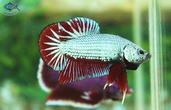(ขายแล้วครับ)"คัดเกรด"ปลากัดครีบสั้น-Fancy Halfmoon Plakats หางแบบนี้เด้งแบบนี้