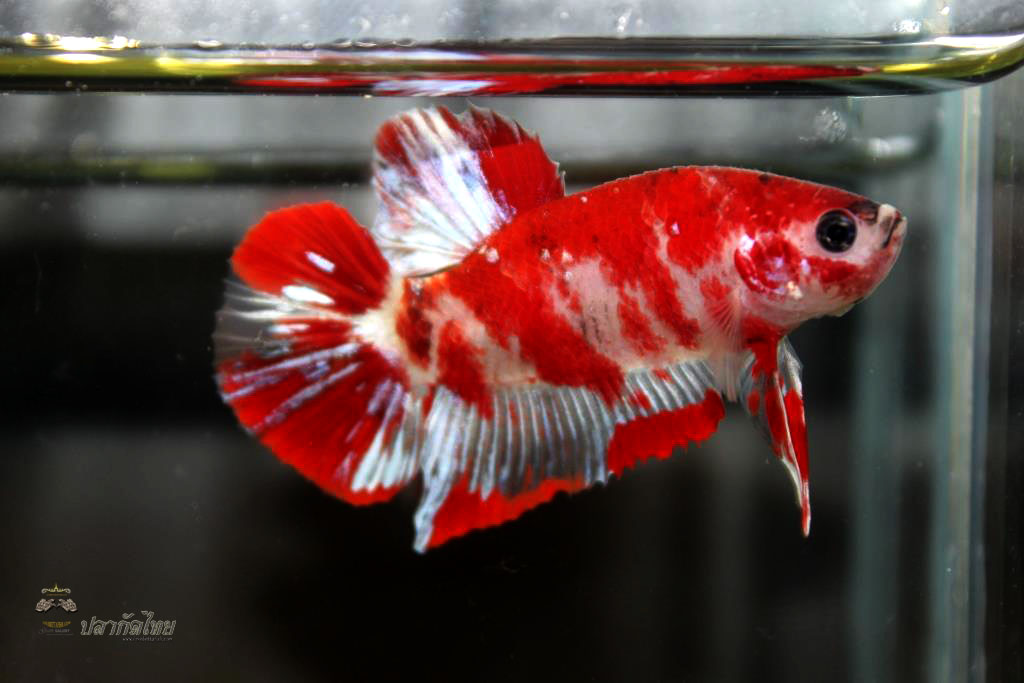ปลากัดคัดเกรดครีบสั้น - Halfmoon Plakad Fancy Koi Quality Grade