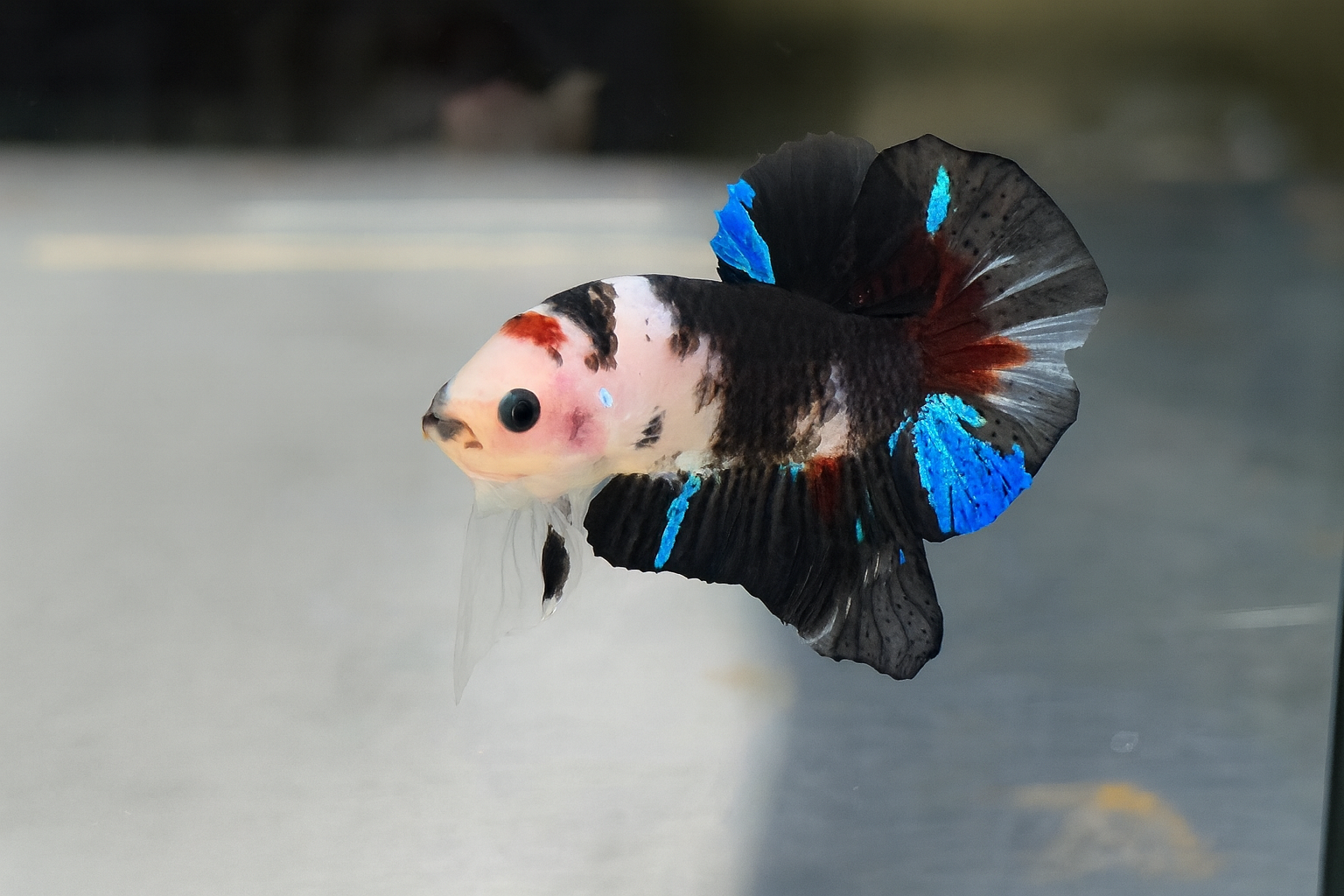 ปลากัดคัดเกรดครีบสั้น- Halfmoon Plakad Fancy Koi Quality Grade