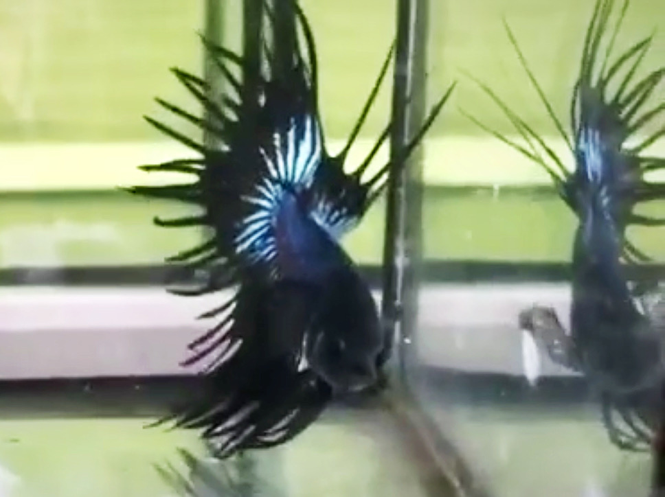 ปลากัดครีบยาวหางมงกุฎ-Crowntails Black Premium Quality Grade