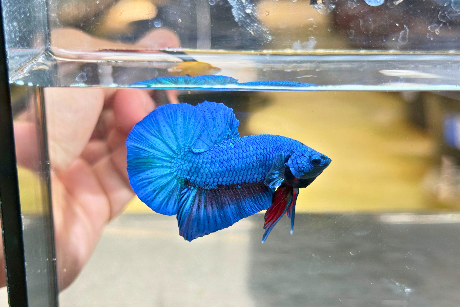 ปลากัดคัดเกรดครีบสั้น- Halfmoon Plakad Blue Quality Grade