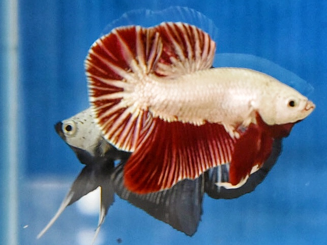 'ปลาวัยรุ่นอนาคตไกล' ปลากัดคัดเกรดครีบสั้น - Halfmoon Plakad Red Dragon Premium Quality Grade