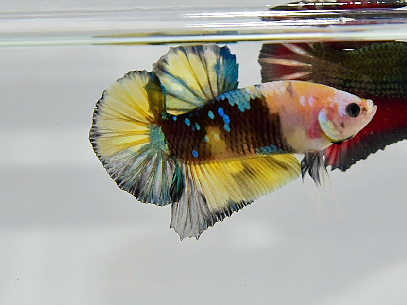 ปลากัดคัดเกรดครีบสั้น - Halfmoon Plakad Fancy Koi Yellow Premium Quality Grade