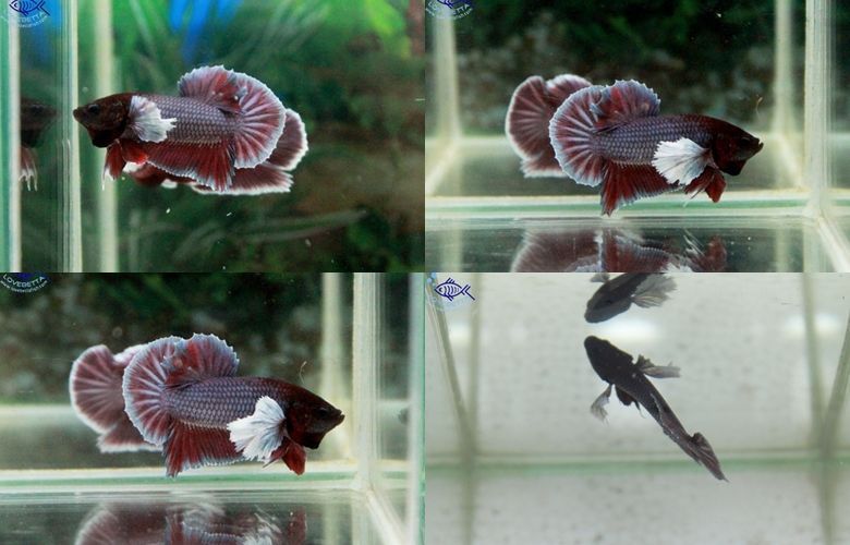 (ขายแล้วครับ)"คัดเกรด"ปลากัดครีบสั้นหูช้าง-Halfmoon Plakats Big Ear#1 Lavender