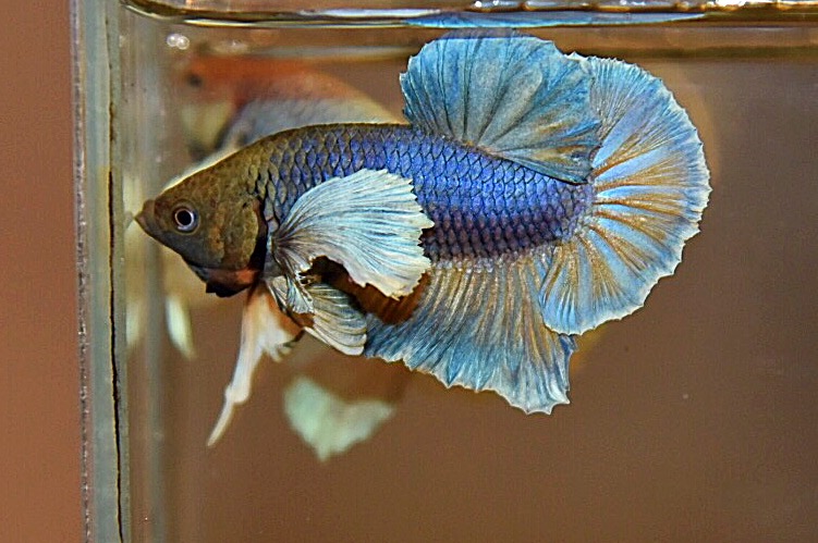 “หูใหญ่มากหูเป็นพวง”ปลากัดคัดเกรดครีบสั้นหูช้าง - Halfmoon Plakad Big Ear Premium Quality Grade AAA+