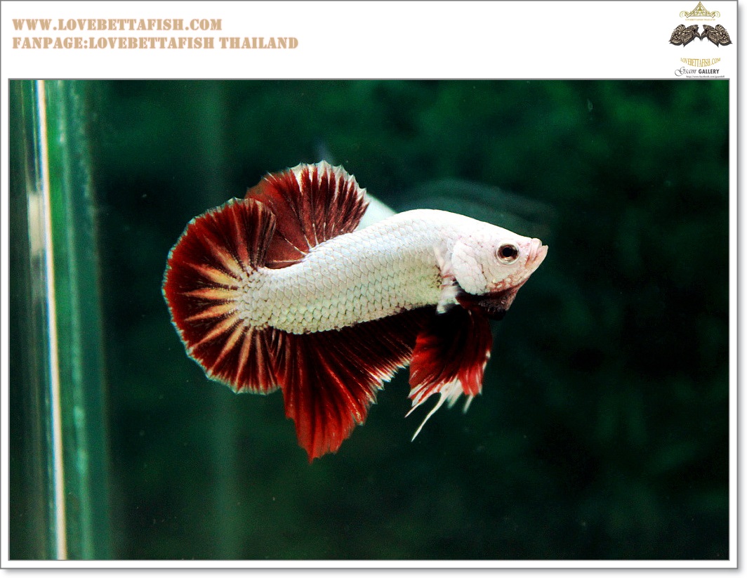 คัดเกรดปลากัดครีบสั้น-Halfmoon Plakat Red Dragon Qaulity Grade