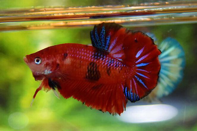 ปลากัดคัดเกรดครีบสั้น - Halfmoon Plakad Red Koi Premium Quality Grade