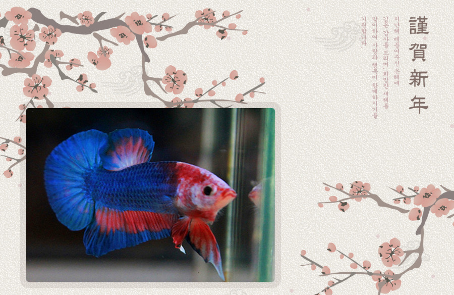 (ขายแล้วครับ)"คัดเกรด"ปลากัดครีบสั้น-Halfmoon Plakats Fancy Dragon Sweet Colors
