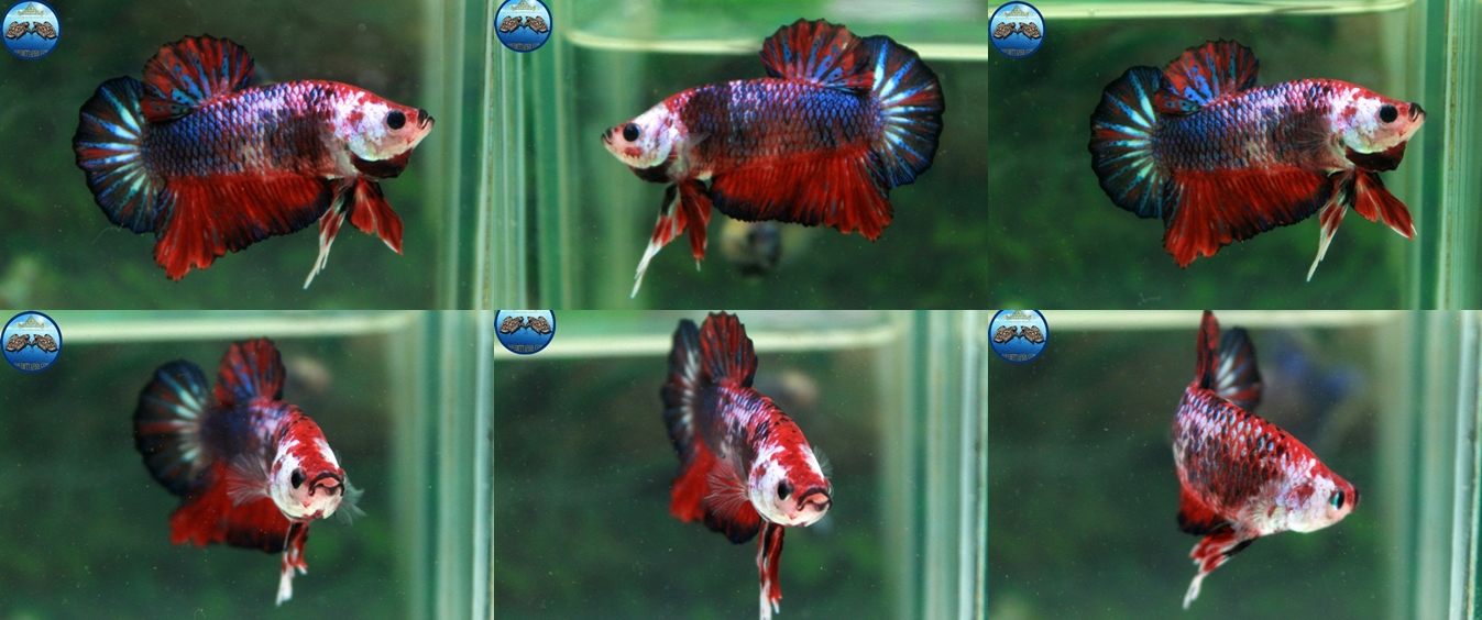 (ขายแล้วครับ)"คัดเกรด"ปลากัดครีบสั้น-Halfmoon Plakats Fancy Full Colors