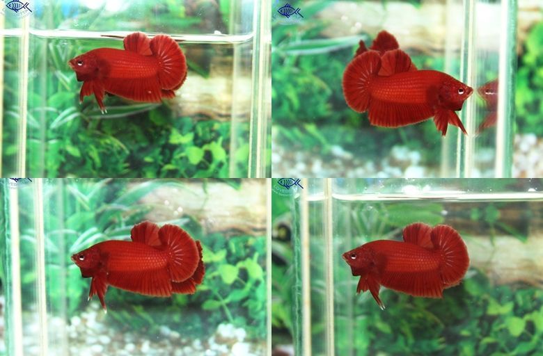 (ขายแล้วครับ)"คัดเกรด"ปลากัดครีบสั้น-Halfmoon Plakats Super Red#2 Grade B+