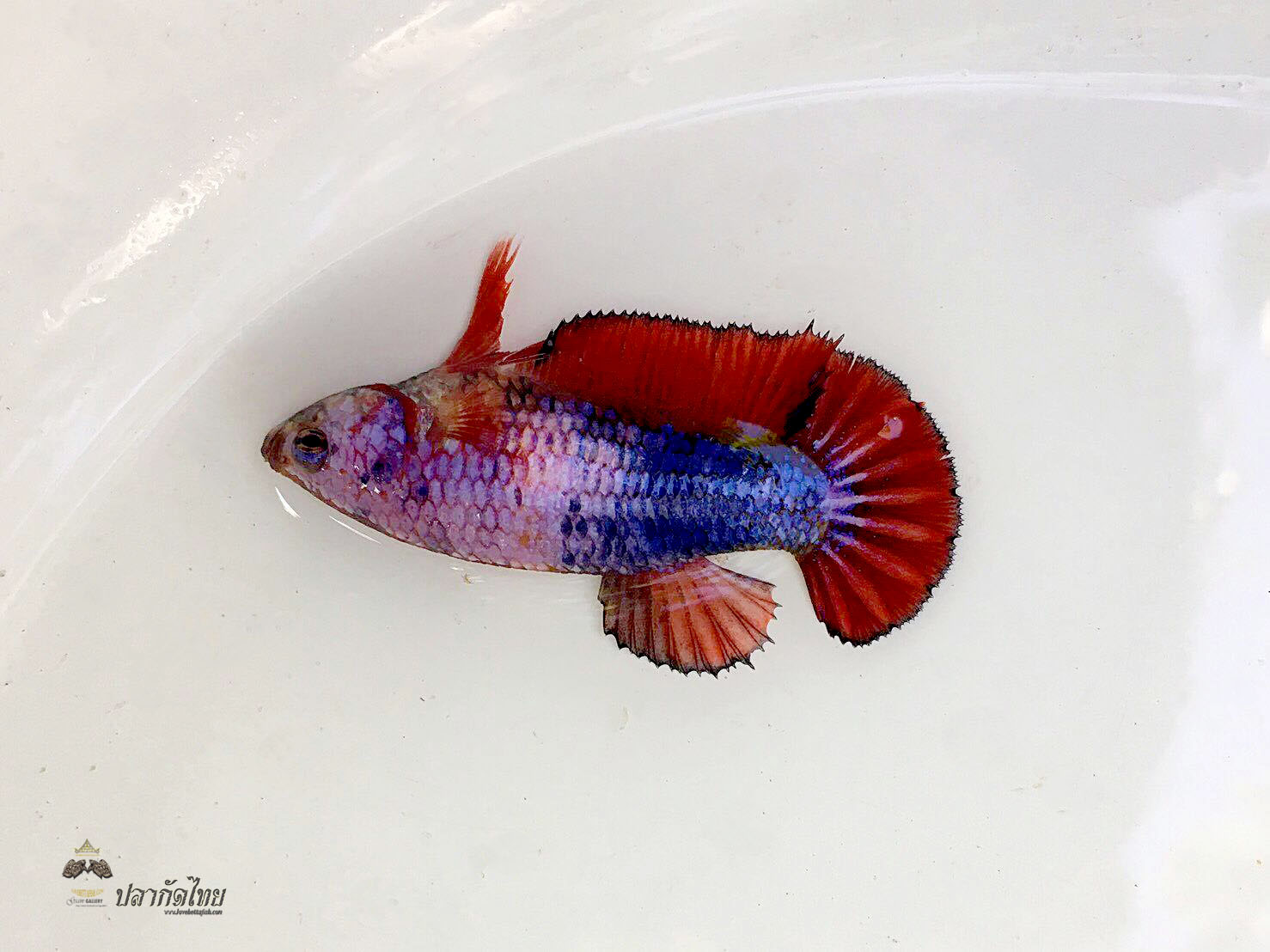 ปลากัดคัดเกรดครีบสั้นตัวเมีย - Female Halfmoon Plakad Fancy Quality Grade