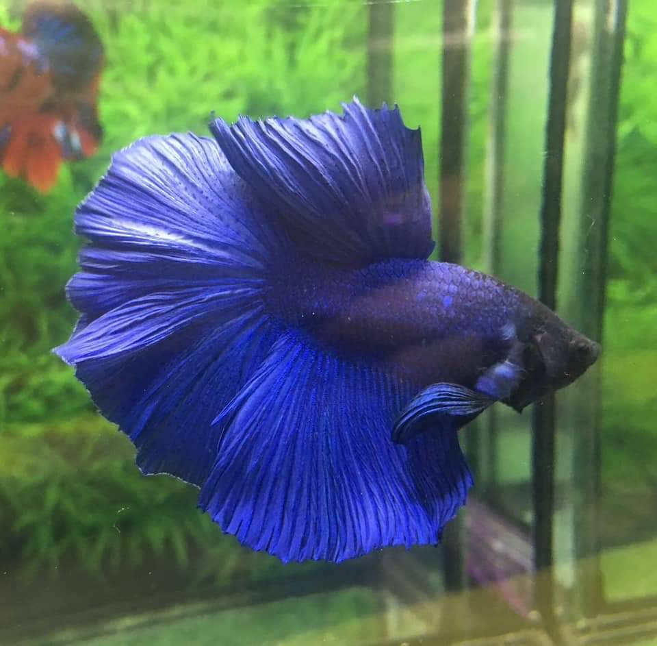 ปลากัดคัดเกรดครีบยาว - Halfmoon Super Blue Premium Quality Grade AAA+