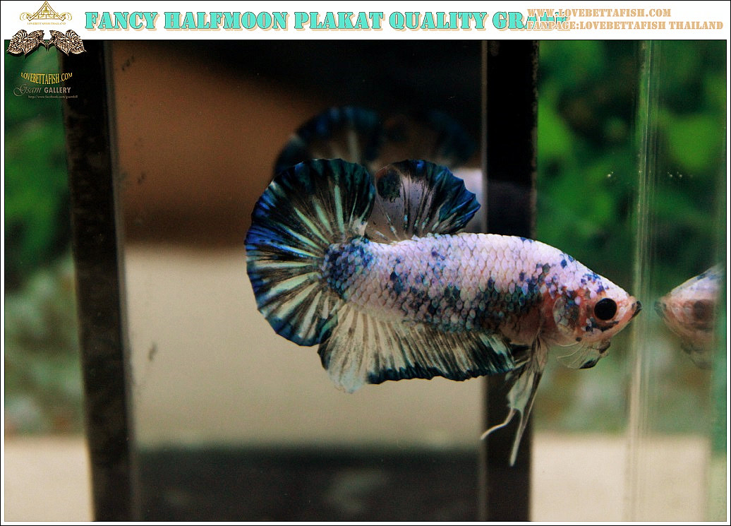 ปลากัดครีบสั้น-Halfmoon Plakat Fancy