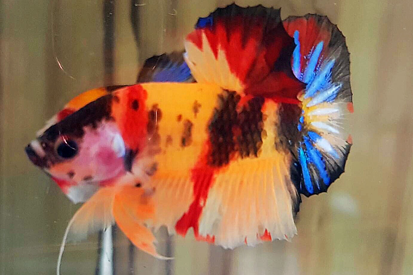 ปลากัดคัดเกรดครีบสั้นแฟนซี - Halfmoon Plakad Fancy Nemo Premium Quality Grade