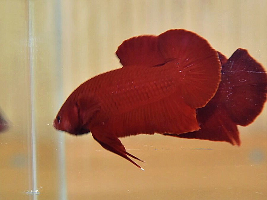 ปลากัดคัดเกรดครีบสั้น - Halfmoon Plakad Super Red Premium Quality Grade