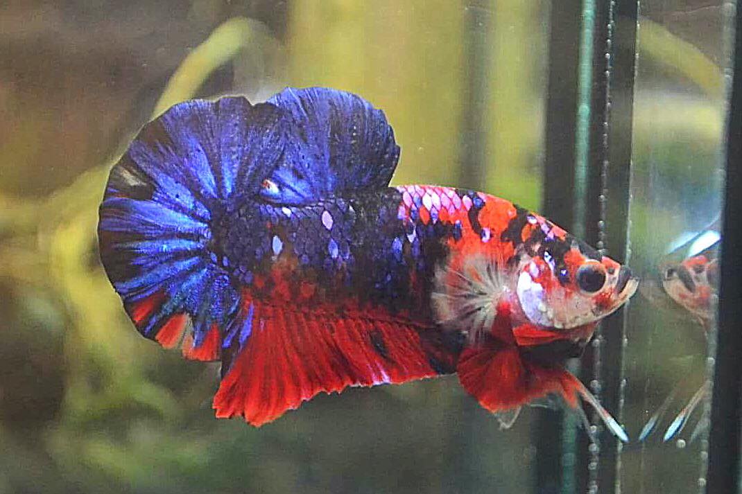 ปลากัดคัดเกรดครีบสั้น - Halfmoon Plakad Fancy Koi Galaxy Premium Quality Grade