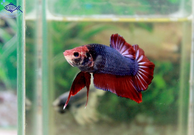 (ขายแล้วครับ)ปลากัดยักษ์ครีบสั้น-Giant Fancy