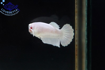 (ขายแล้วครับ)"คัดเกรด"ปลากัดครีบสั้นตัวเมีย-Halfmoon Plakats Super White Platinum
