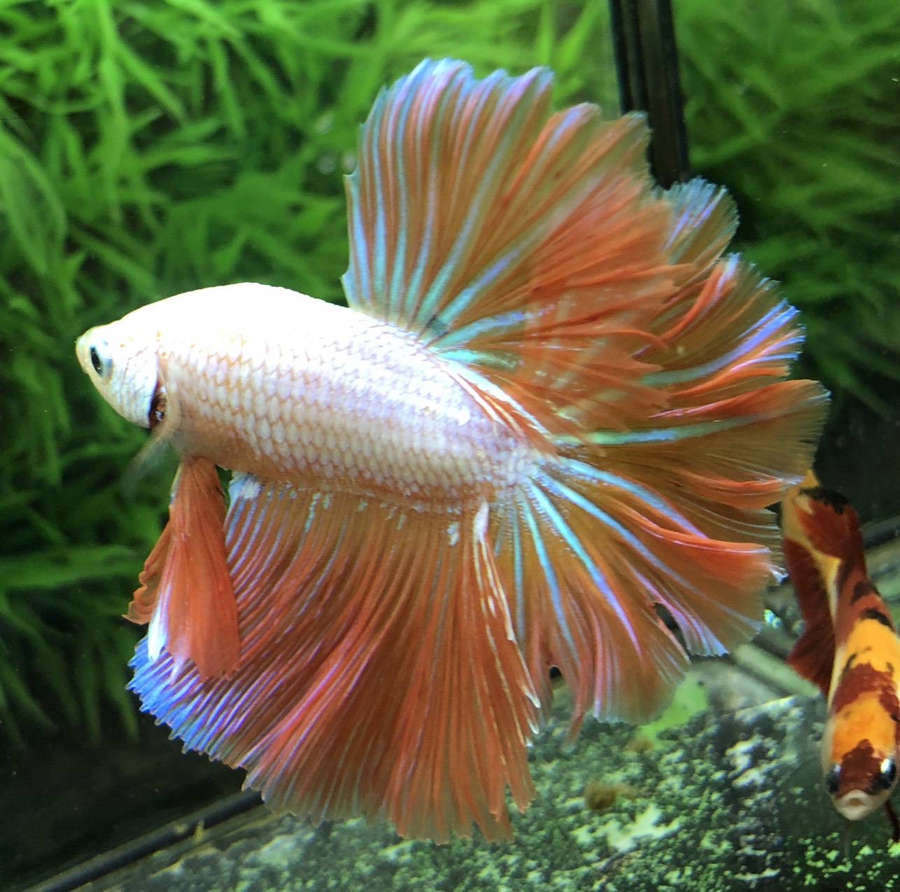 ปลากัดคัดเกรดครีบยาว - Halfmoon Fancy Orange Pink Premium Quality Grade