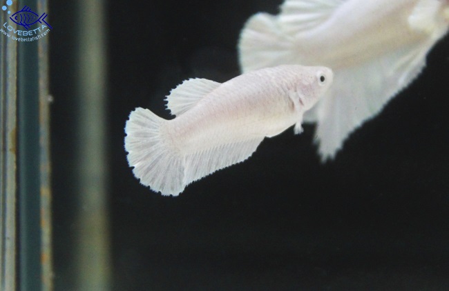 (ขายแล้วครับ)"คัดเกรด" Female White Platinum Grade AAA