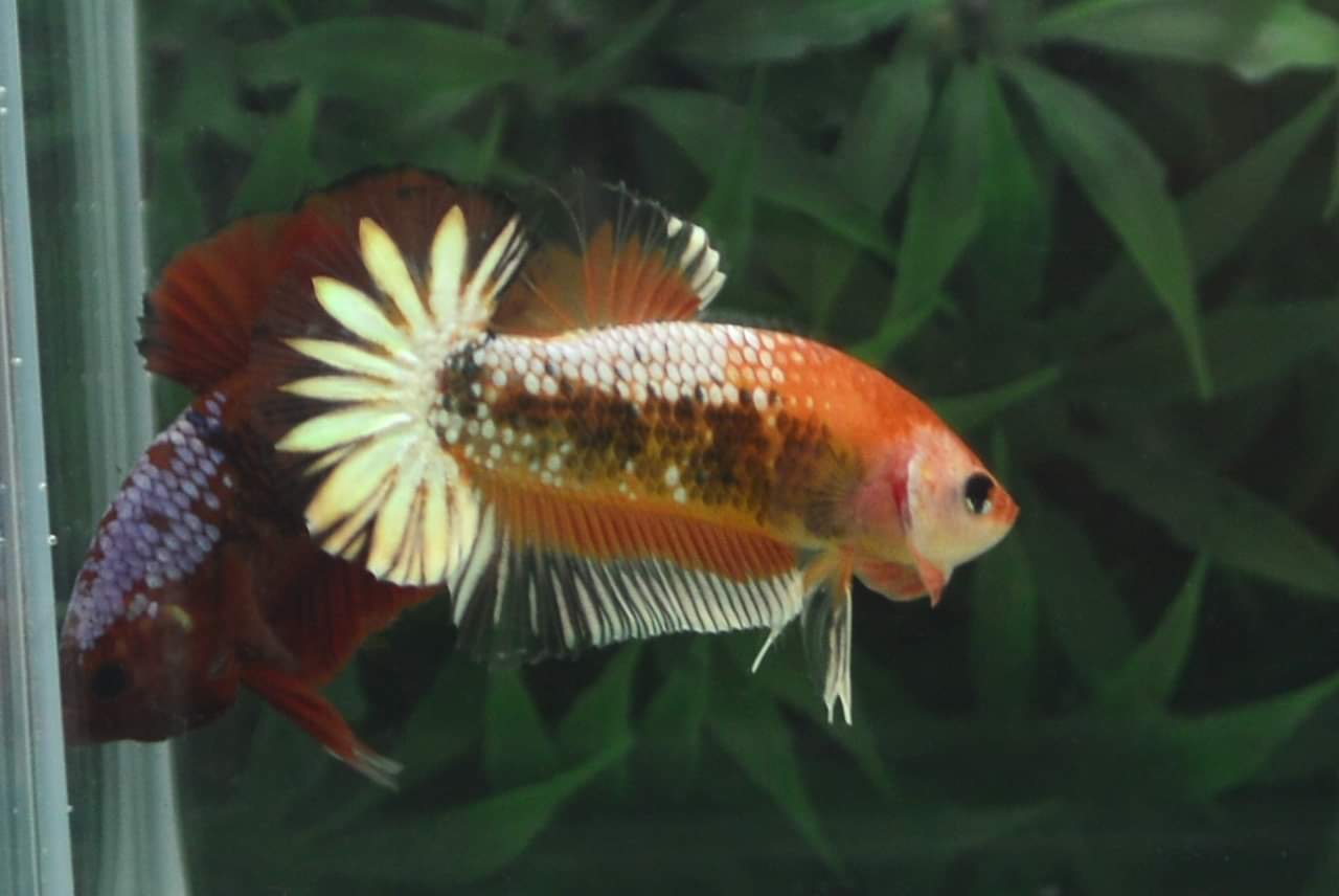 ปลากัดคัดเกรดครีบสั้น - Halfmoon Plakad Fancy Orange Premium Quality Grade