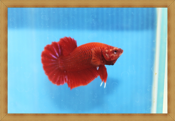 ปลากัดครีบสั้น - Halfmoon Plakats SUPER RED