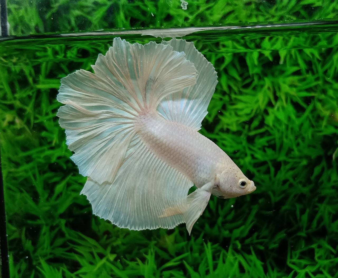 ปลากัดคัดเกรดครีบยาว - Halfmoon White Platinum Colors Premium Quality Grade