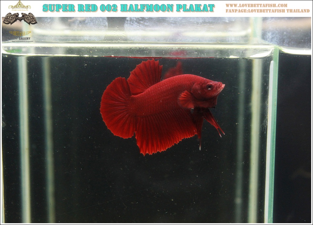 (ขายแล้วครับ)"คัดเกรด"ปลากัดครีบสั้น-Halfmoon Plakats Super Red 003