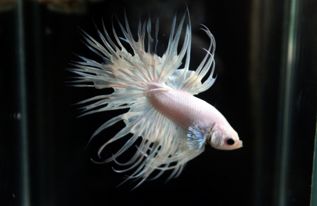 คัดเกรดปลากัดครีบยาวหางมงกุฎ - CrownTails White Quality Grade