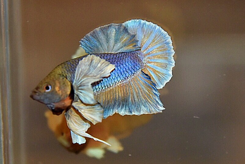 “หูใหญ่มากหูเป็นพวง”ปลากัดคัดเกรดครีบสั้นหูช้าง - Halfmoon Plakad Big Ear Premium Quality Grade AAA+