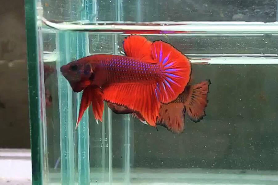 ปลากัดคัดเกรดครีบสั้น - Halfmoon Plakad Facny Dragon Quality Grade