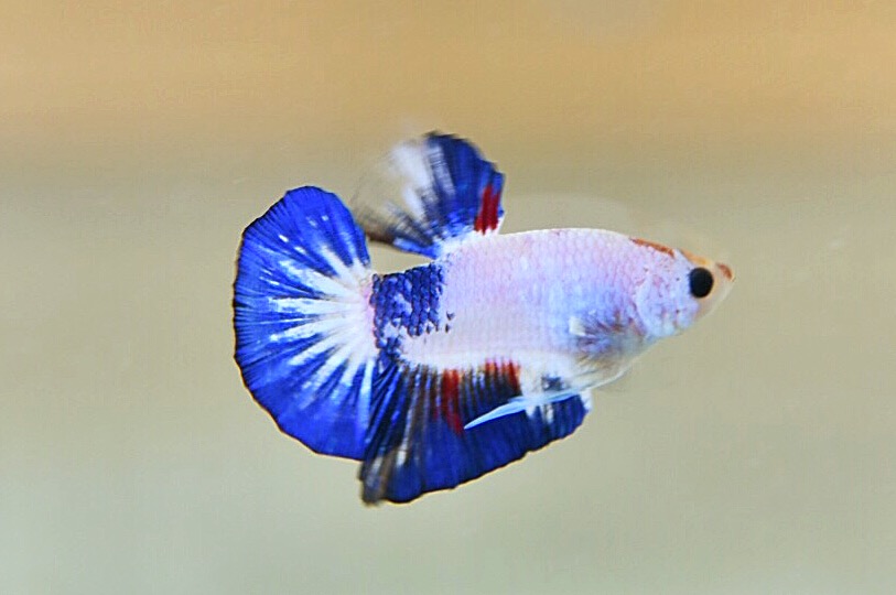 ปลากัดคัดเกรดครีบสั้น - Halfmoon Plakad Fancy Dragon Quality Grade