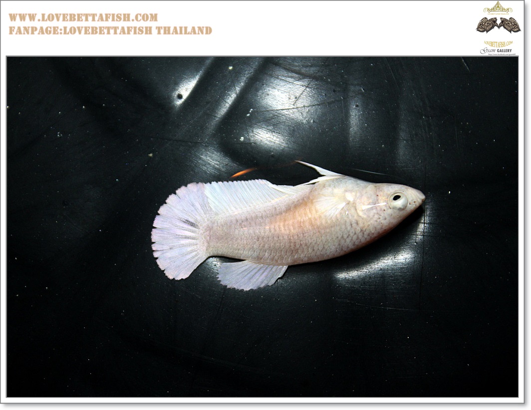 คัดเกรดปลากัดครีบสั้นเพศเมีย-Female Halfmoon Plakat White Platinum Quality Grade