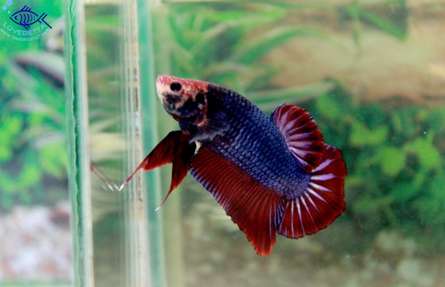 (ขายแล้วครับ)ปลากัดยักษ์ครีบสั้น-Giant Fancy