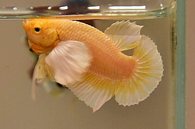 “หูใหญ่มากหูเป็นพวง”ปลากัดคัดเกรดครีบสั้นหูช้าง - Halfmoon Plakad Big Ear Premium Quality Grade AAA+