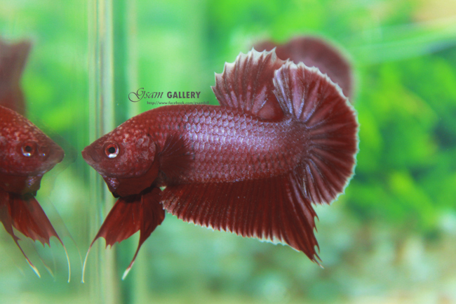 (ขายแล้วครับ)ปลากัดครีบสั้น - Halfmoon Plakats RED2
