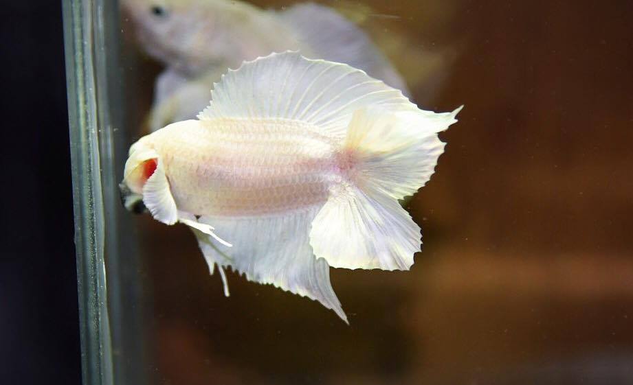 "คัดเกรด"ปลากัดครีบสั้นหางคู่-Double Tails White platinum Quality Grade