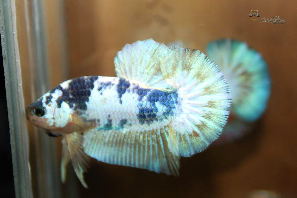 ปลากัดคัดเกรดครีบสั้น - Halfmoon Plakad Fancy Blue Marble Premium Quality Grade