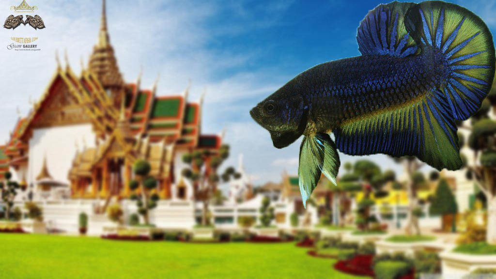 (ขายแล้วครับ)"คัดเกรด"ปลากัดครีบสั้น-Halfmoon Plakats Fancy Mealano