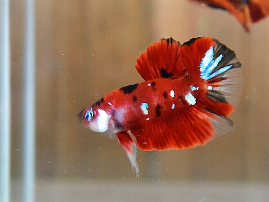 'โค่ย กาแล๊คซี่'ปลากัดคัดเกรดครีบสั้น - Halfmoon Plakad Fancy Red Koi Galaxy Premium Quality Grade