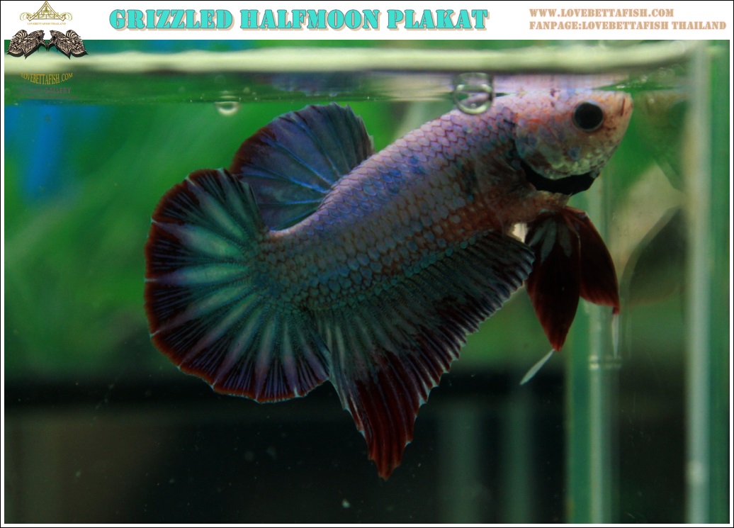 (ขายแล้วครับ)"คัดเกรด"ปลากัดครีบสั้น-Halfmoon Plakats Fancy Grizzled